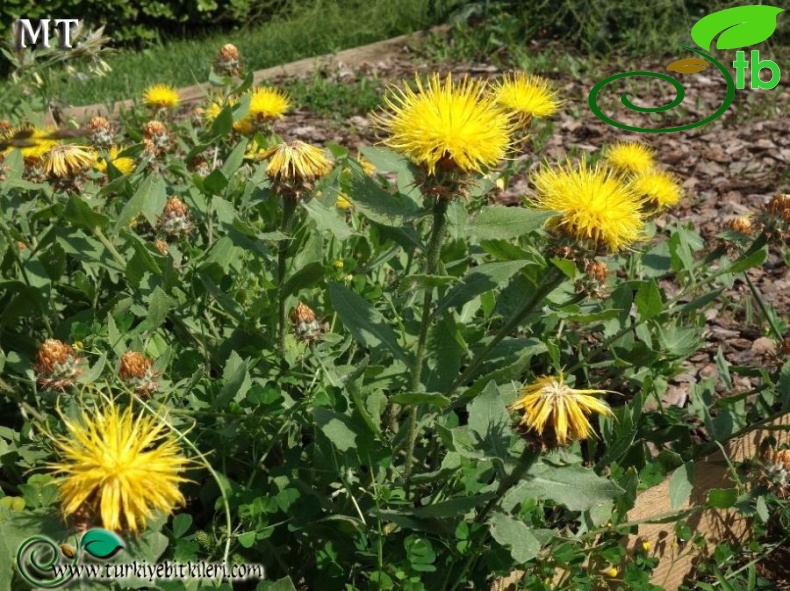 Nezahat-Gökyiğit-BB