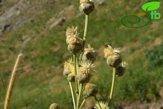 Hakkari