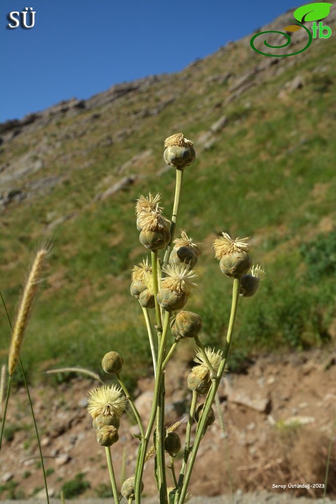 Hakkari