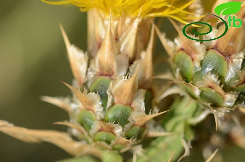subsp. turkeliense- Gazipaşa