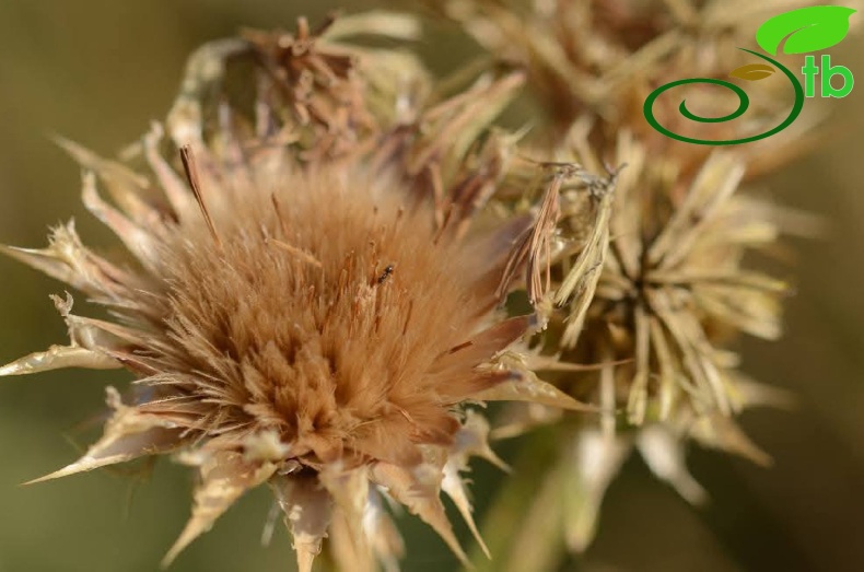 subsp. turkeliense- Gazipaşa