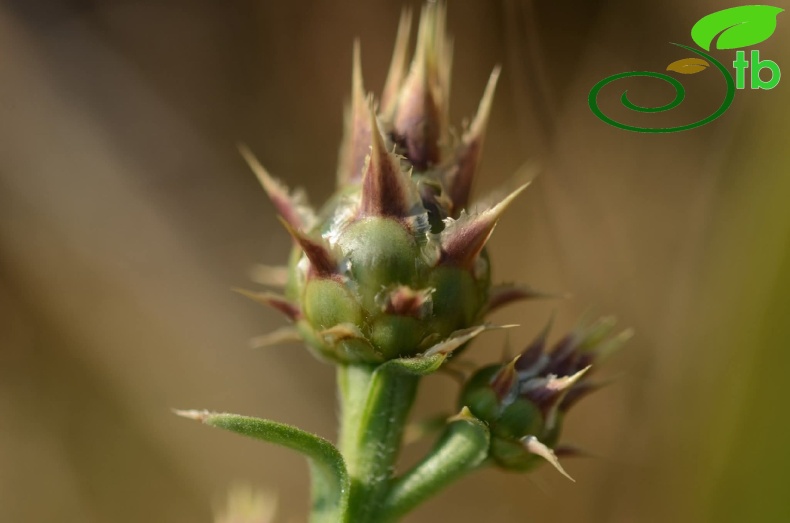 subsp. turkeliense- Gazipaşa