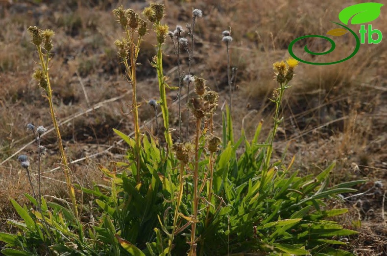 subsp. turkeliense- Gazipaşa