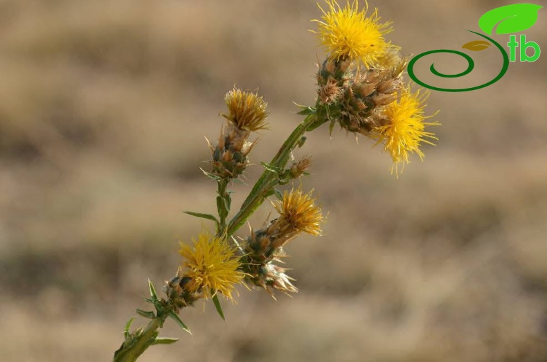 subsp. turkeliense- Gazipaşa