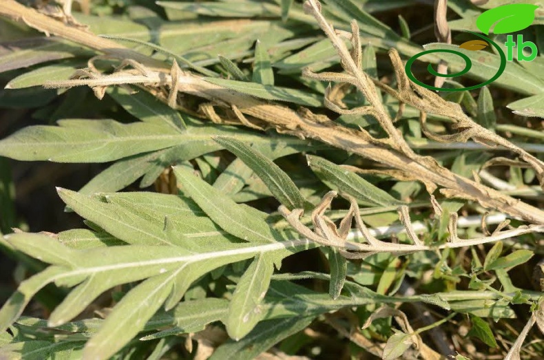 subsp. turkeliense- Gazipaşa