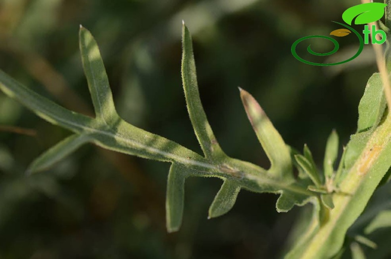 subsp. turkeliense- Gazipaşa