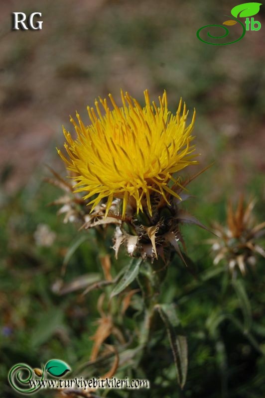 subsp. paphlagonica- Kazan-Ankara