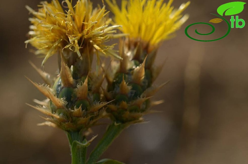 subsp. turkeliense- Gazipaşa