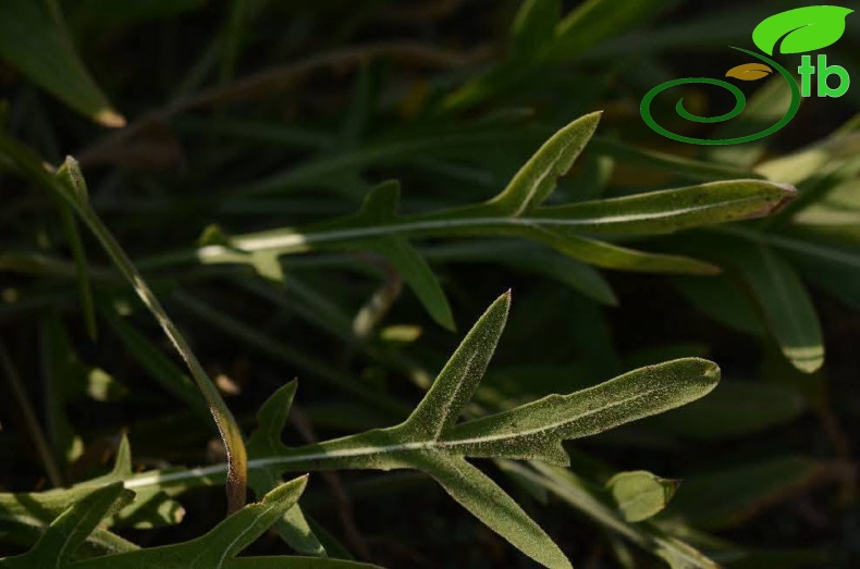 subsp. turkeliense- Gazipaşa