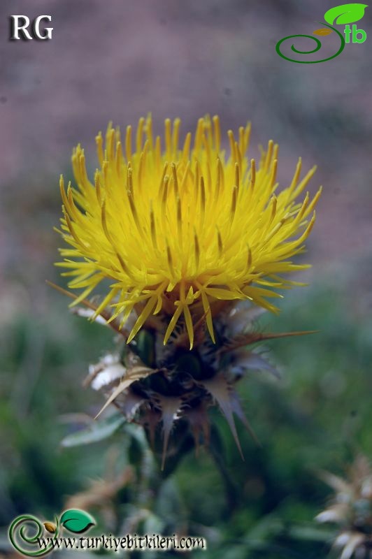 subsp. paphlagonica- Kazan-Ankara