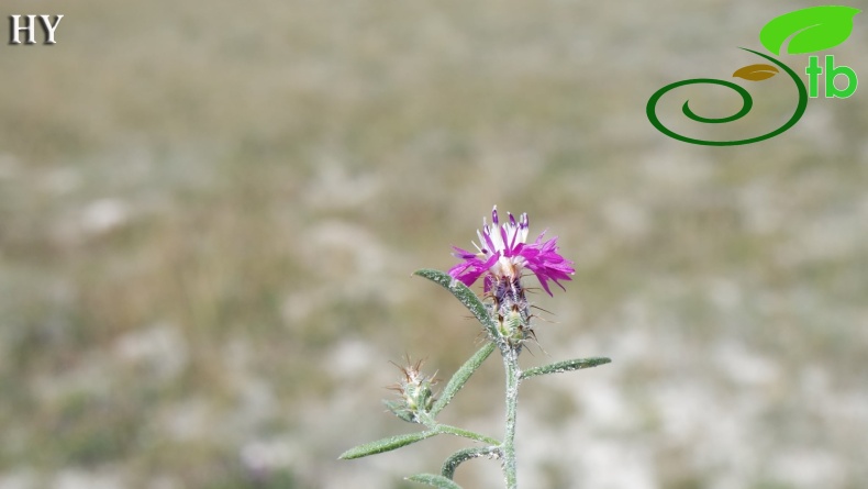 Sivrihisar- Eskişehir