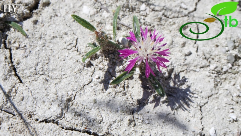 Sivrihisar- Eskişehir