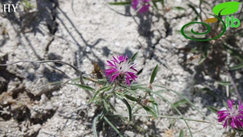 Sivrihisar- Eskişehir