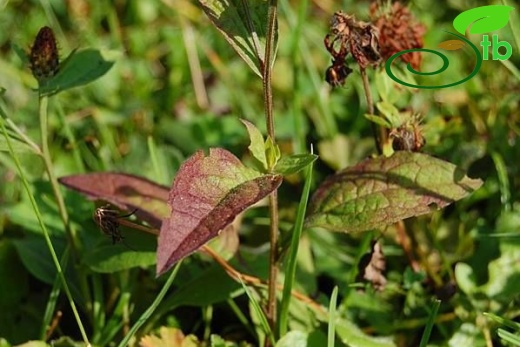 subsp. salicifolia-Kaçkar dağları
