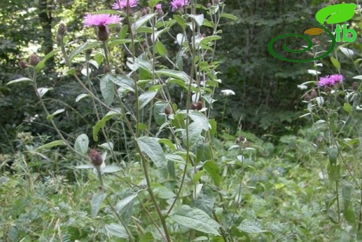 subsp. salicifolia-Kazdağları