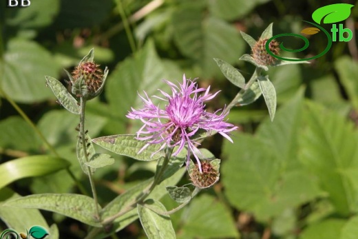 subsp. salicifolia-Kazdağları