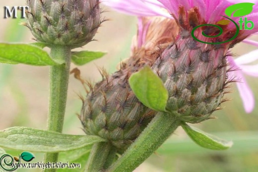 subsp. salicifolia-NGBB
