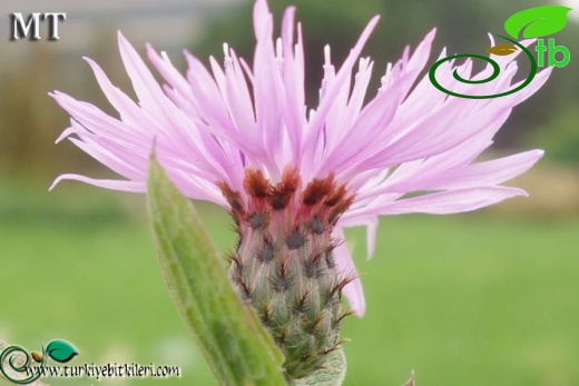 subsp. salicifolia-NGBB