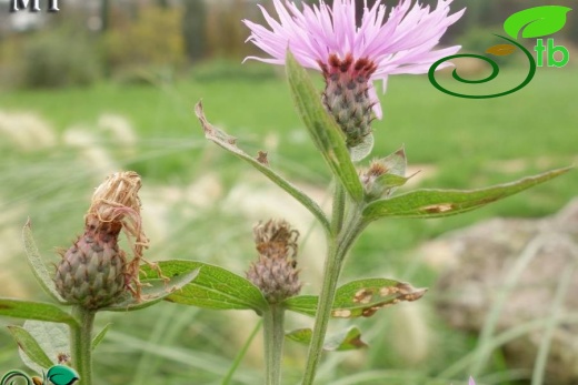subsp. salicifolia-NGBB