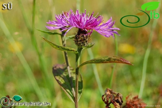 subsp. salicifolia-Kaçkar dağları