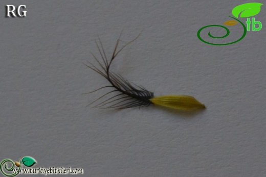 subsp. salicifolia-Kazdağları