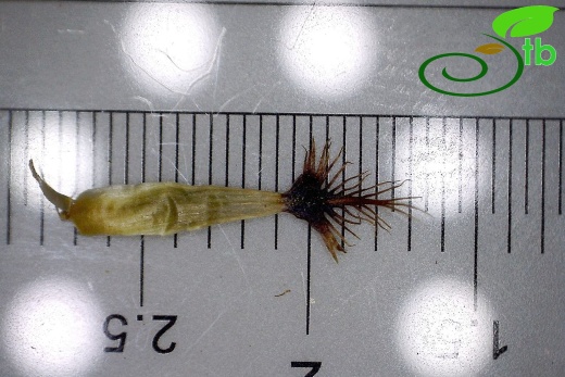 subsp. salicifolia-Orta fillari