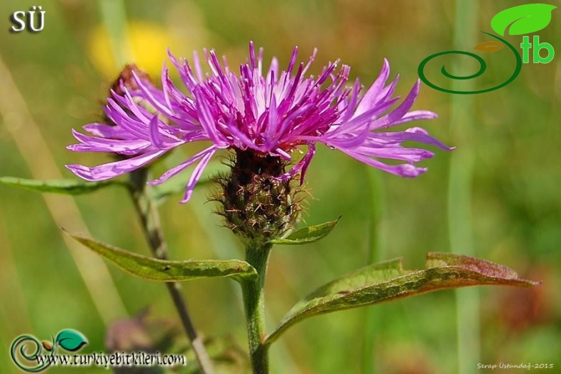 subsp. salicifolia-Kaçkar dağları