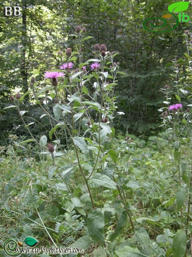 subsp. salicifolia-Kazdağları