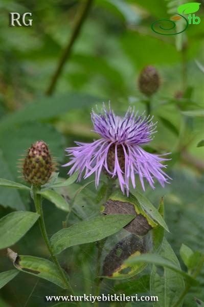 subsp. salicifolia-İkizdere-Rize