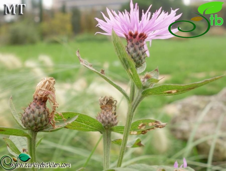 subsp. salicifolia-NGBB
