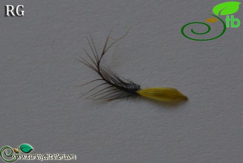 subsp. salicifolia-Kazdağları