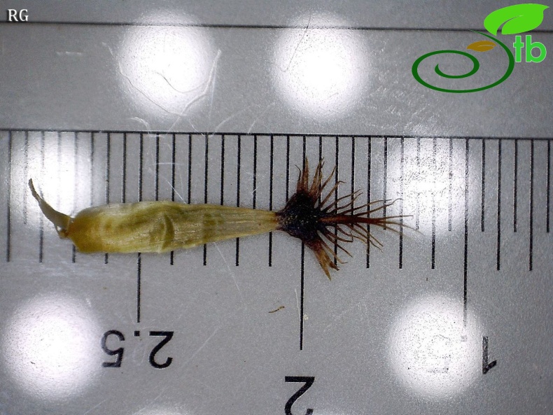 subsp. salicifolia-Orta fillari