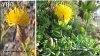 var. elegans-Hatay