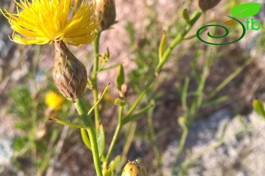 var. elegans-Hatay