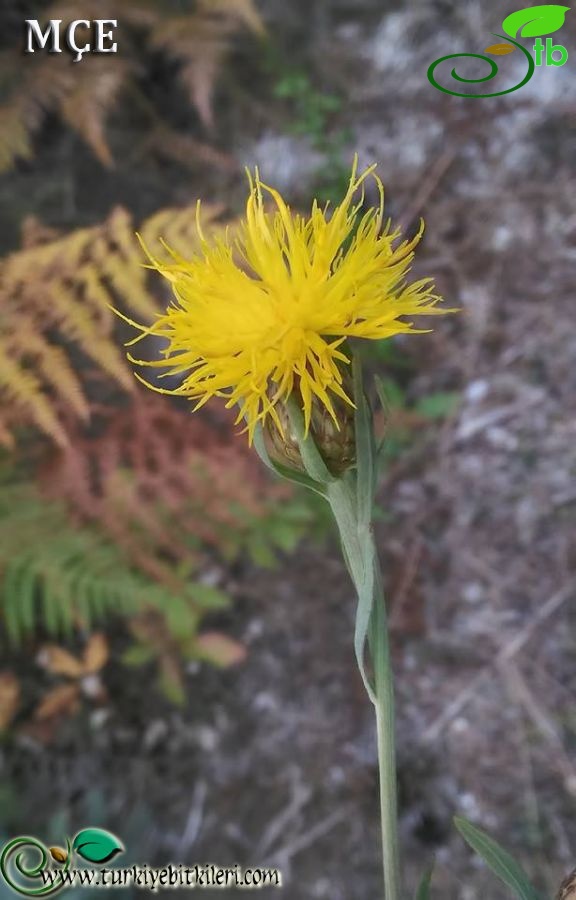 Amanos dağları-Osmaniye