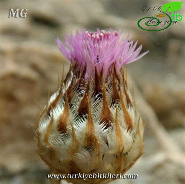 ssp cynarocephala-Mardin