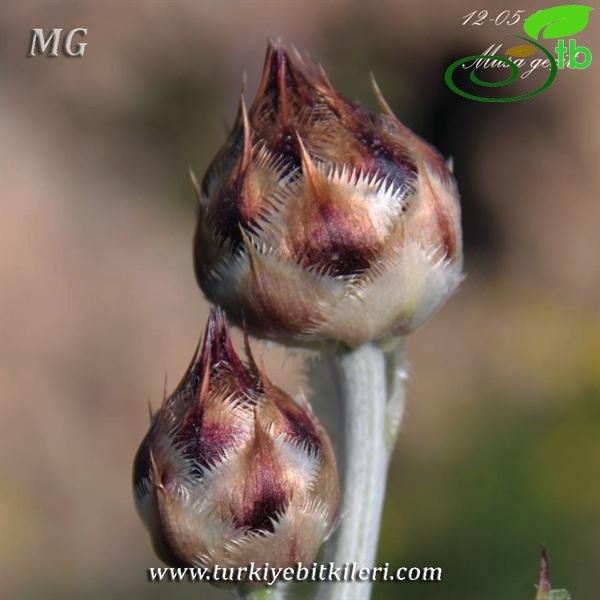 ssp cynarocephala-Mardin