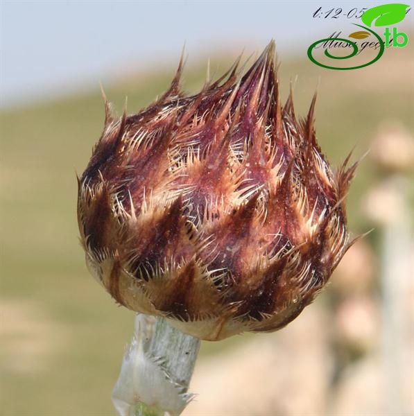 ssp cynarocephala-Mardin