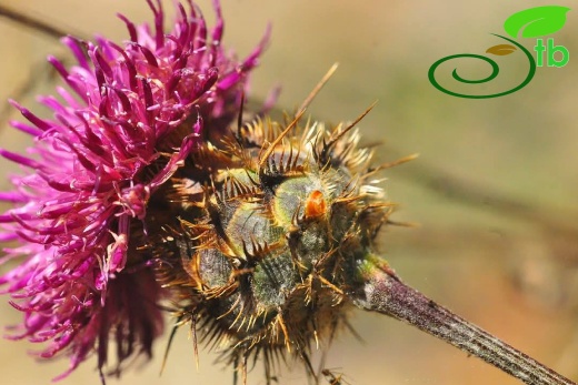 var. glacilior- Antalya