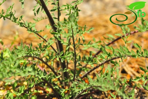 var. glacilior- Antalya