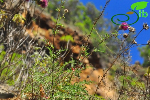 var. glacilior- Antalya