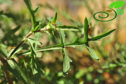 var. glacilior- Antalya