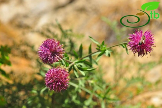 var. glacilior- Antalya