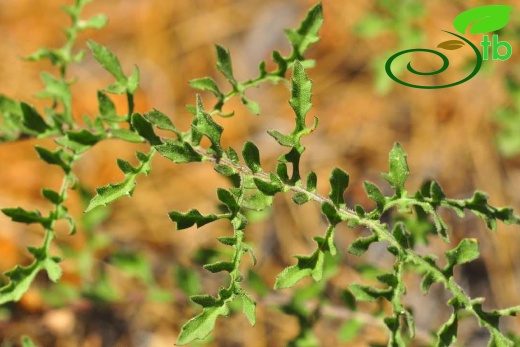 var. glacilior- Antalya