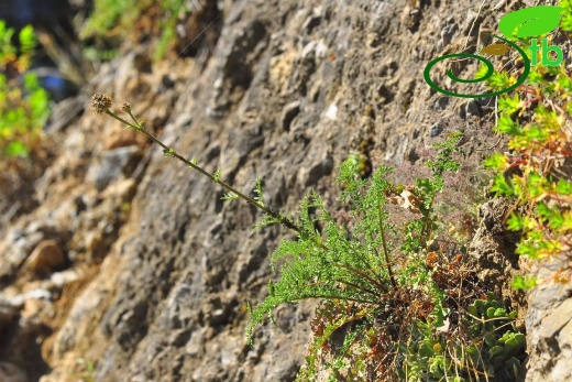 var. glacilior- Antalya