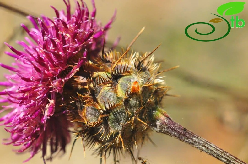 var. glacilior- Antalya