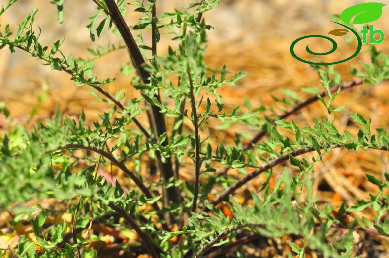 var. glacilior- Antalya