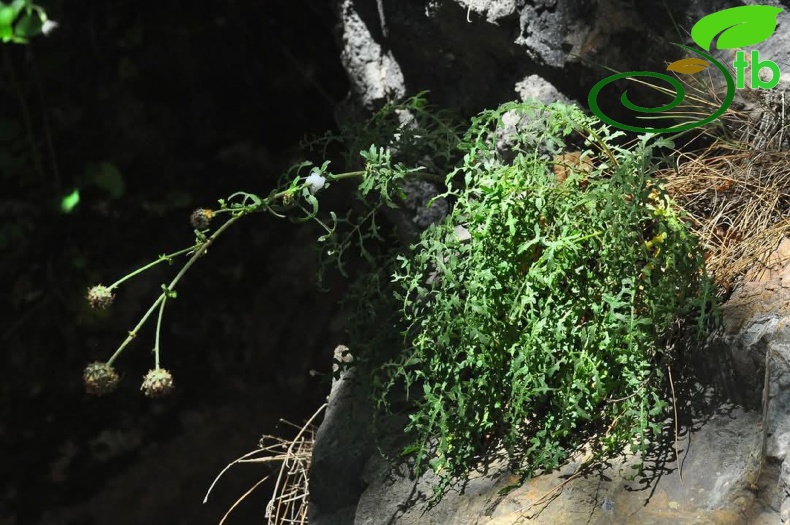 var. glacilior- Antalya