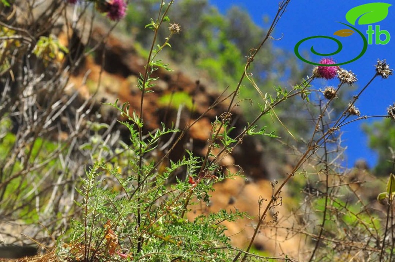 var. glacilior- Antalya