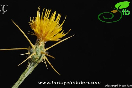 subsp. solstitialis-İzmir